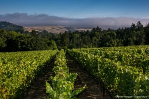 AXA Millésines buys Platt Vineyards