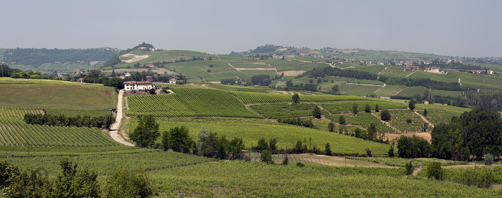 Nizza DOCG – Barbera grape marks its return