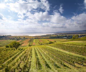 Austrian wines present the 2023 vintage