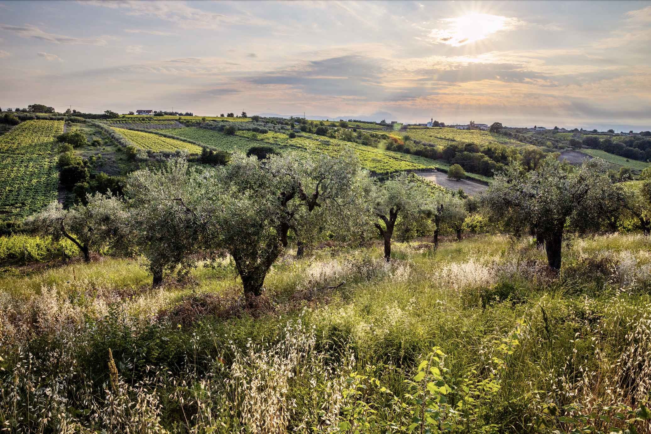 The 2024 Tollo Wine Festival