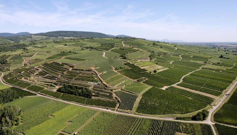 A third Aoc Alsace Grand Cru for Pinot Noir: Vorbourg