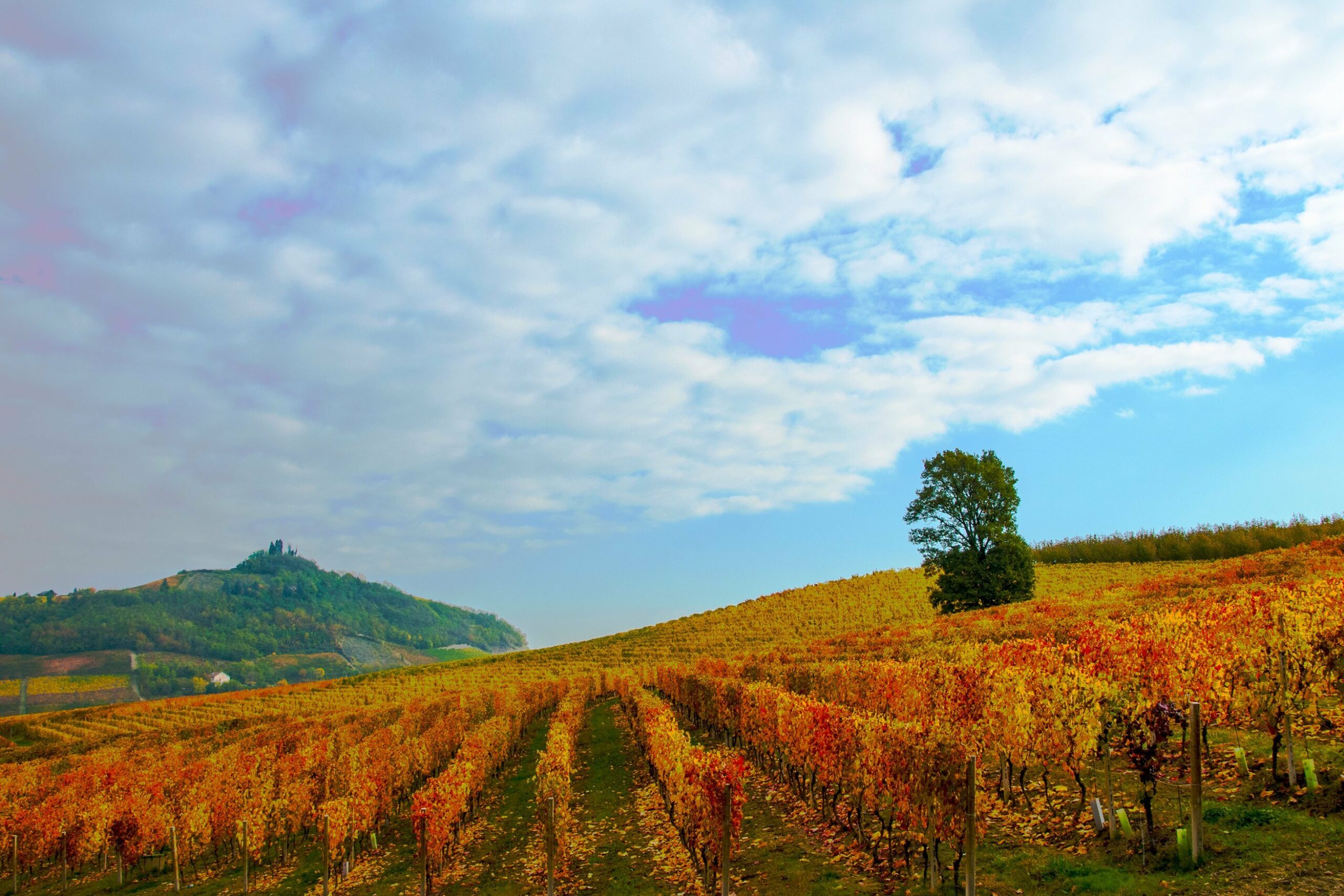 GRANDE ATTENTE POUR LE FESTIVAL DU VIN BARBERA D’ASTI