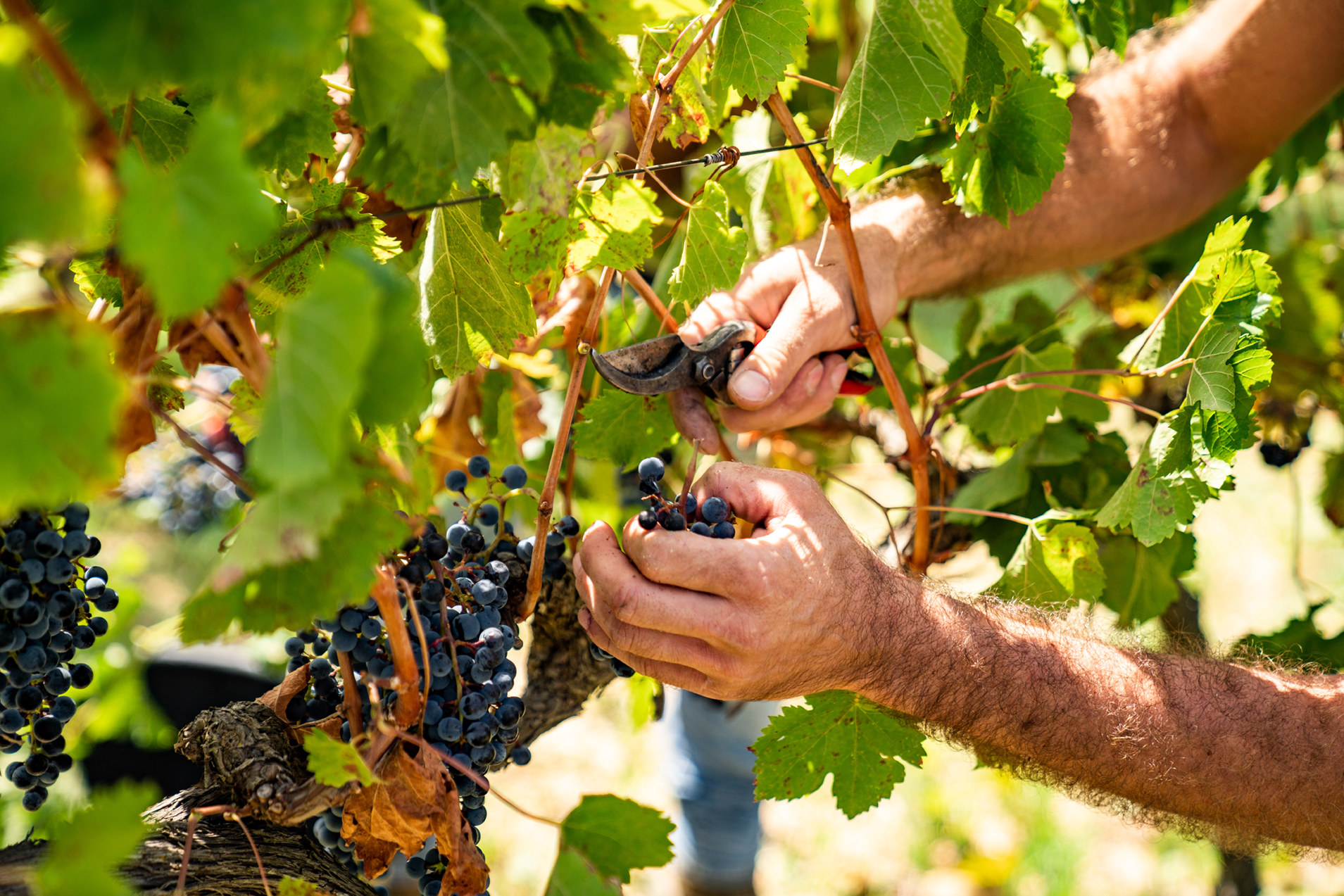 LE CONSORTIUM DES VINS DOC SICILIA APPROCHE DE LA FIN DES VENDANGES 2024