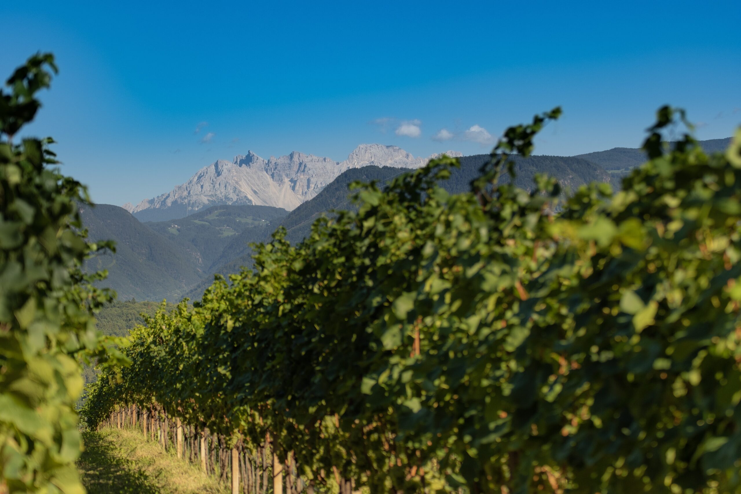 Erste+Neue démarre les vendanges