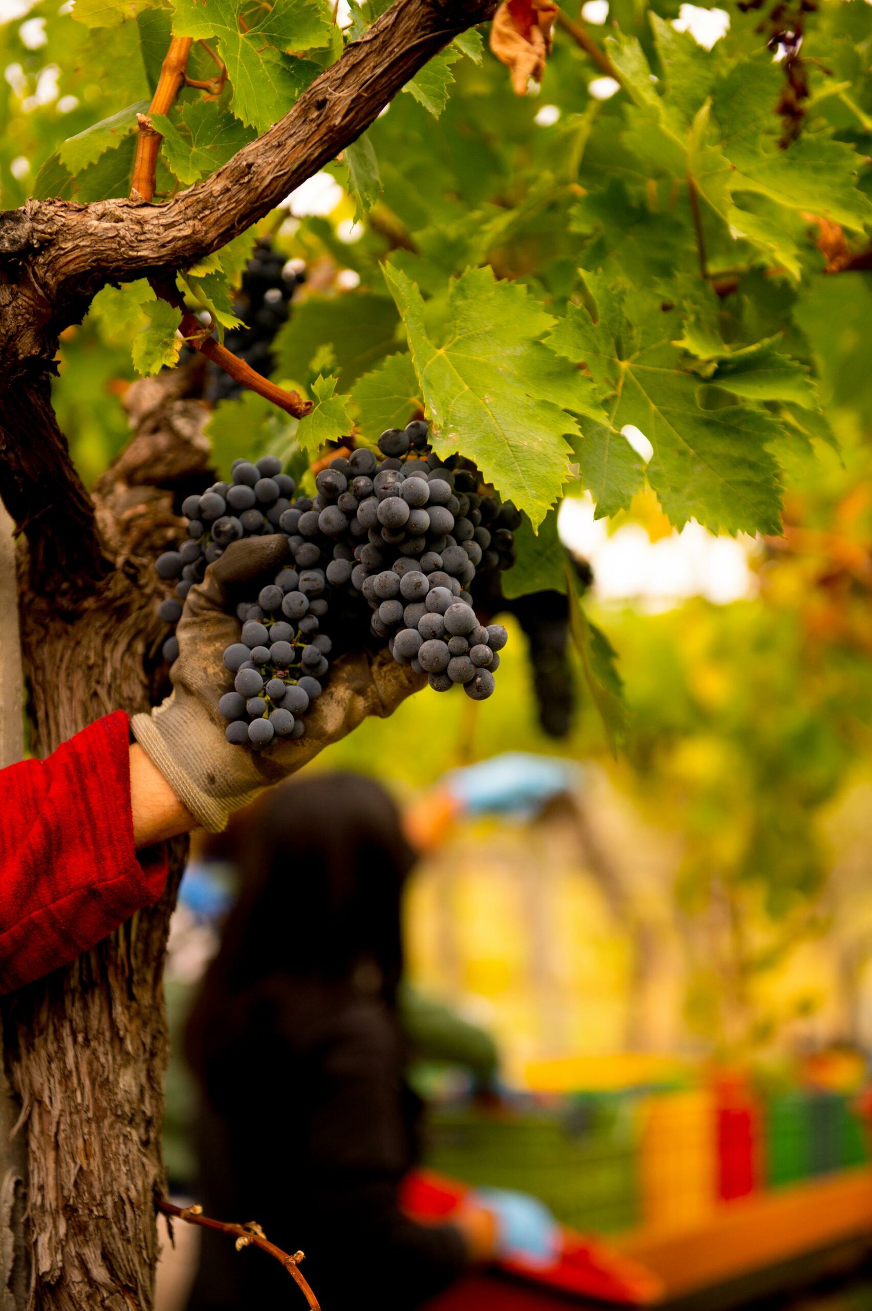 HARVEST IN ABRUZZO