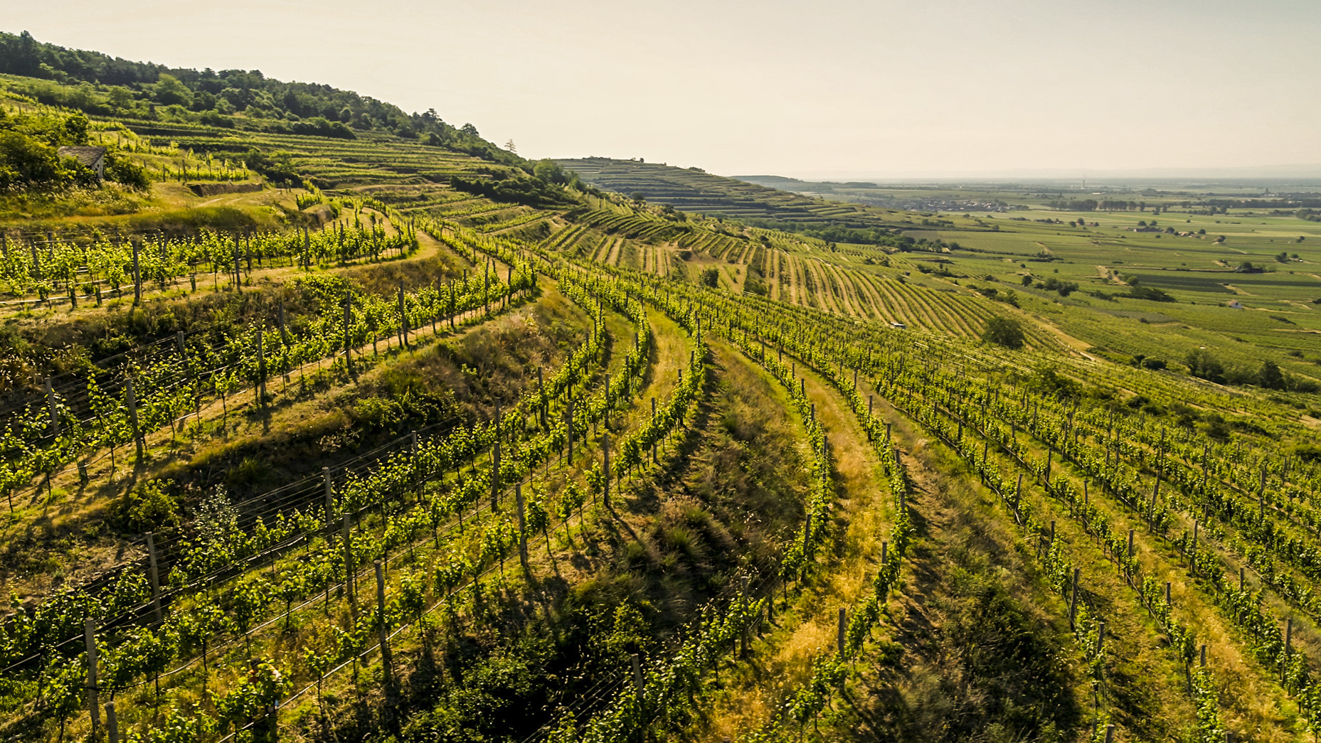 Austria wine: this terroir continues to set benchmarks in environmentally conscious viticulture