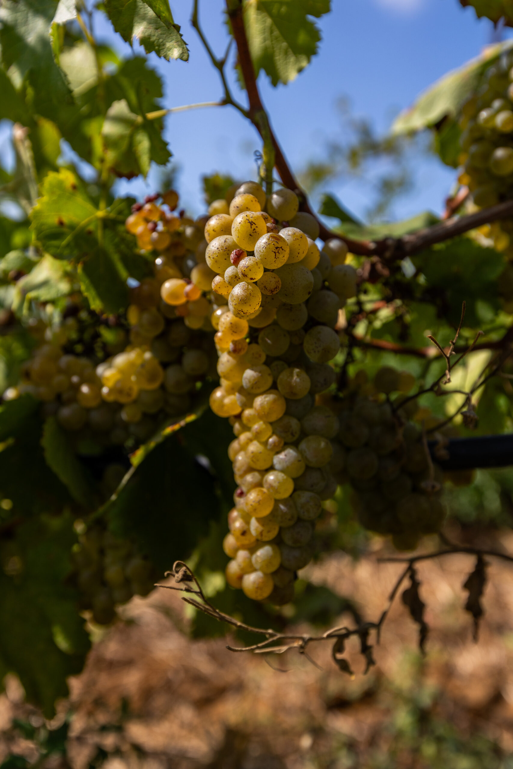 HARVEST 2025 IN MAREMMA