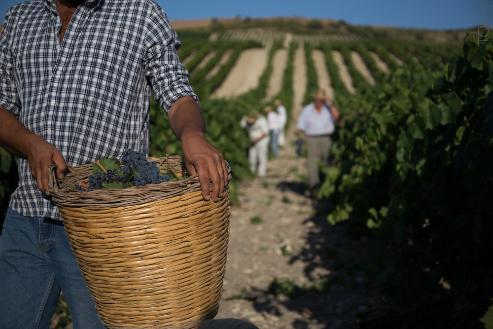 Vendanges 2025 en Sicile