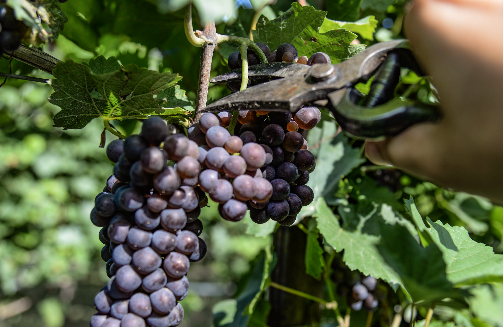 Début des vendanges 2025 du Pinot Grigio