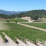 vertdevin magazine napa valley wine tasting winery california vineyard
