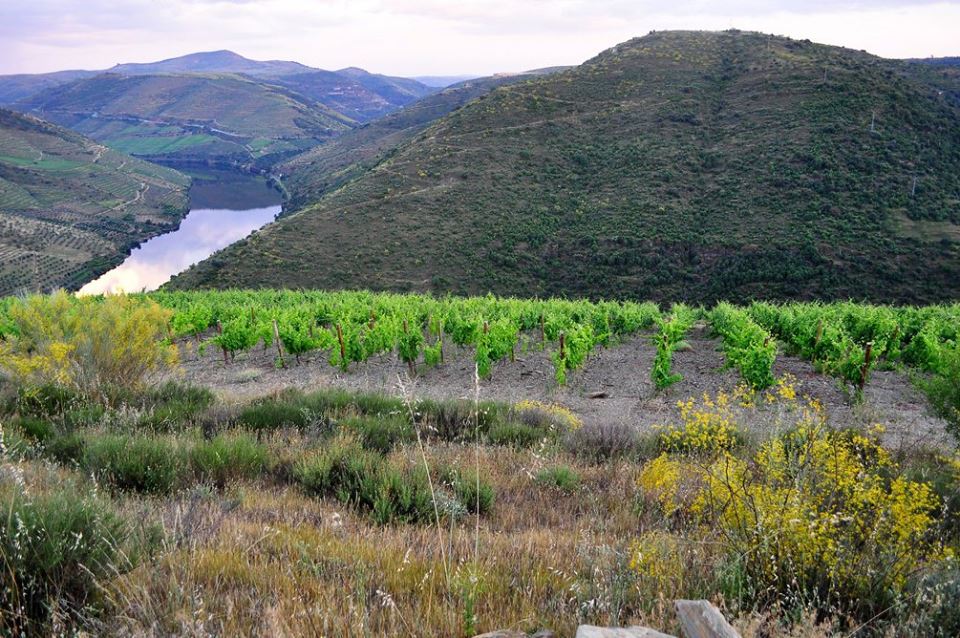 Muxagat Vinhos