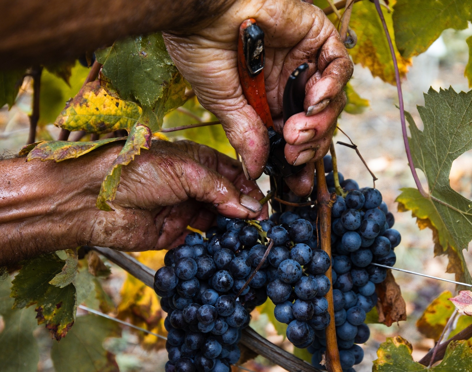 Bilan des vendanges 2025 dans les Langhe / Barolo