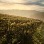 Virginia 2025: A Demanding Yet Promising Vintage