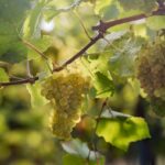 vertdevin magazine Austria- 2025 Harvest report Weißburgunder grape