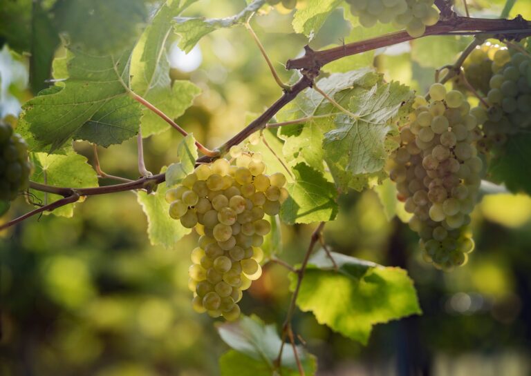vertdevin magazine Austria- 2025 Harvest report Weißburgunder grape