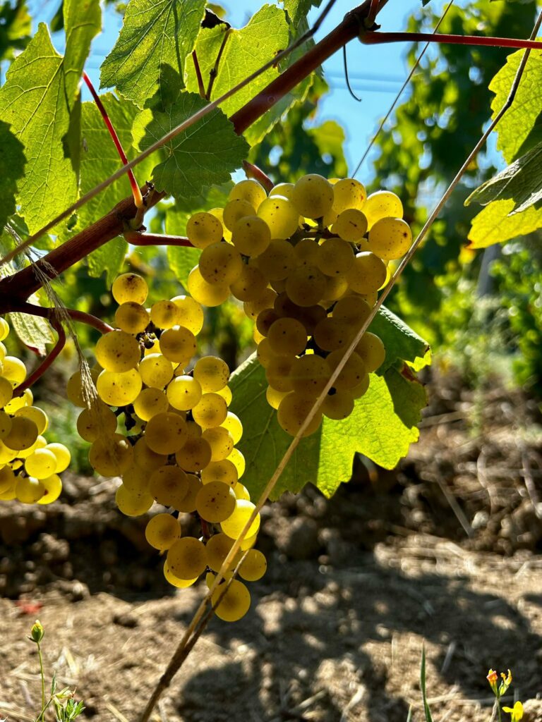 Bourgogne 2025: A vintage excellence in a challenging global climate