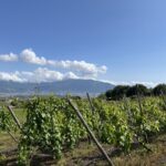 vertdevin magazine rapport vendanges italie 2025