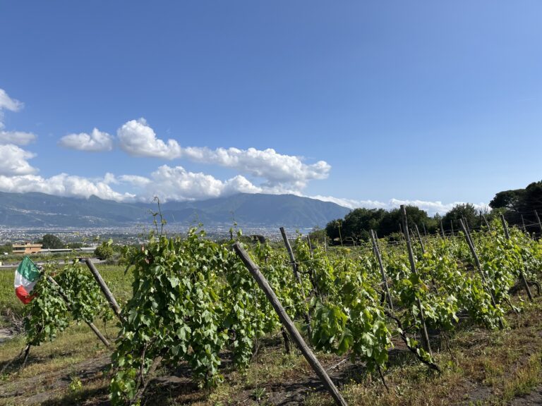 vertdevin magazine rapport vendanges italie 2025