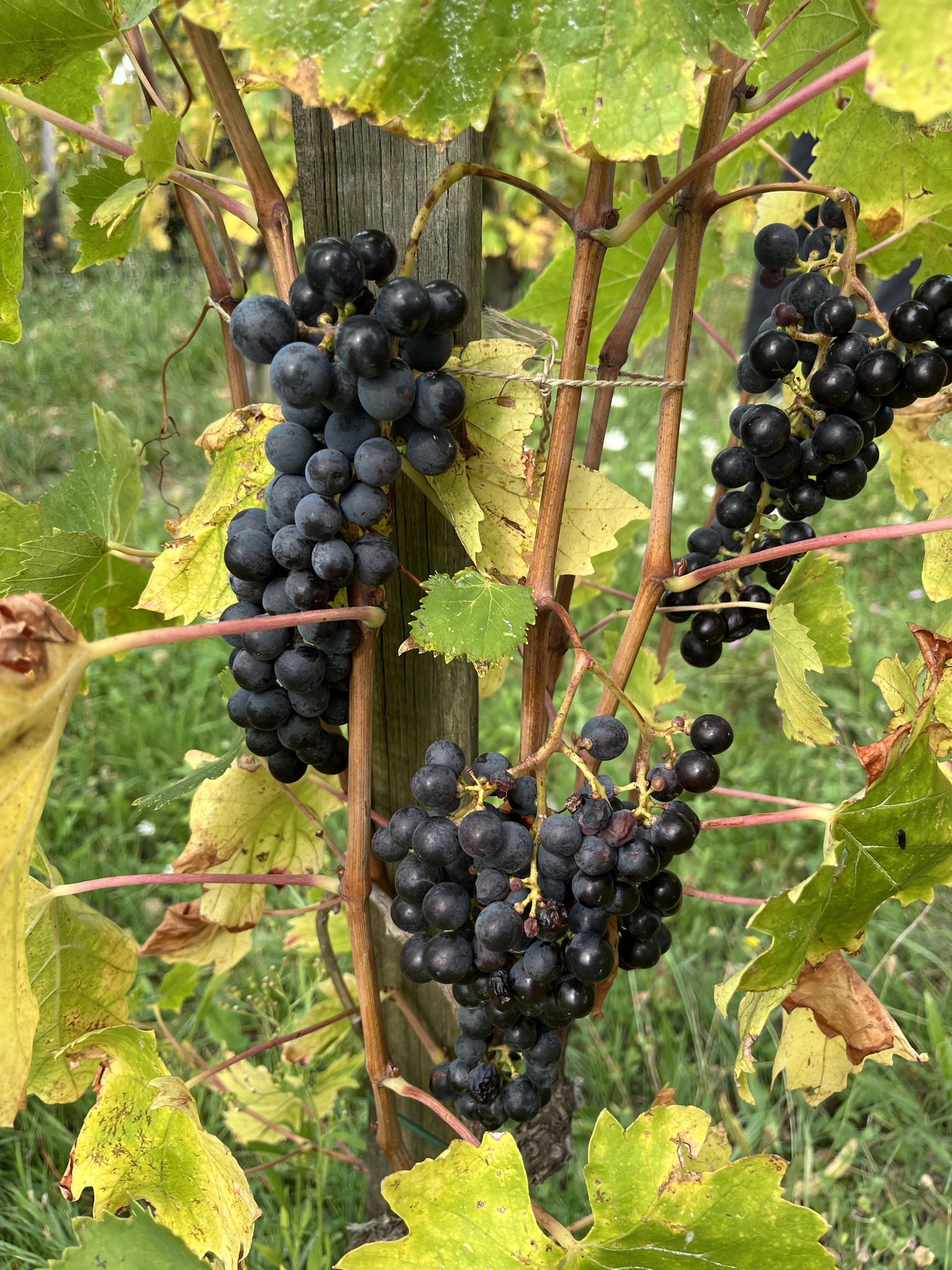 vertdevin magazine vintage harvest report 2025 Sangiovese
