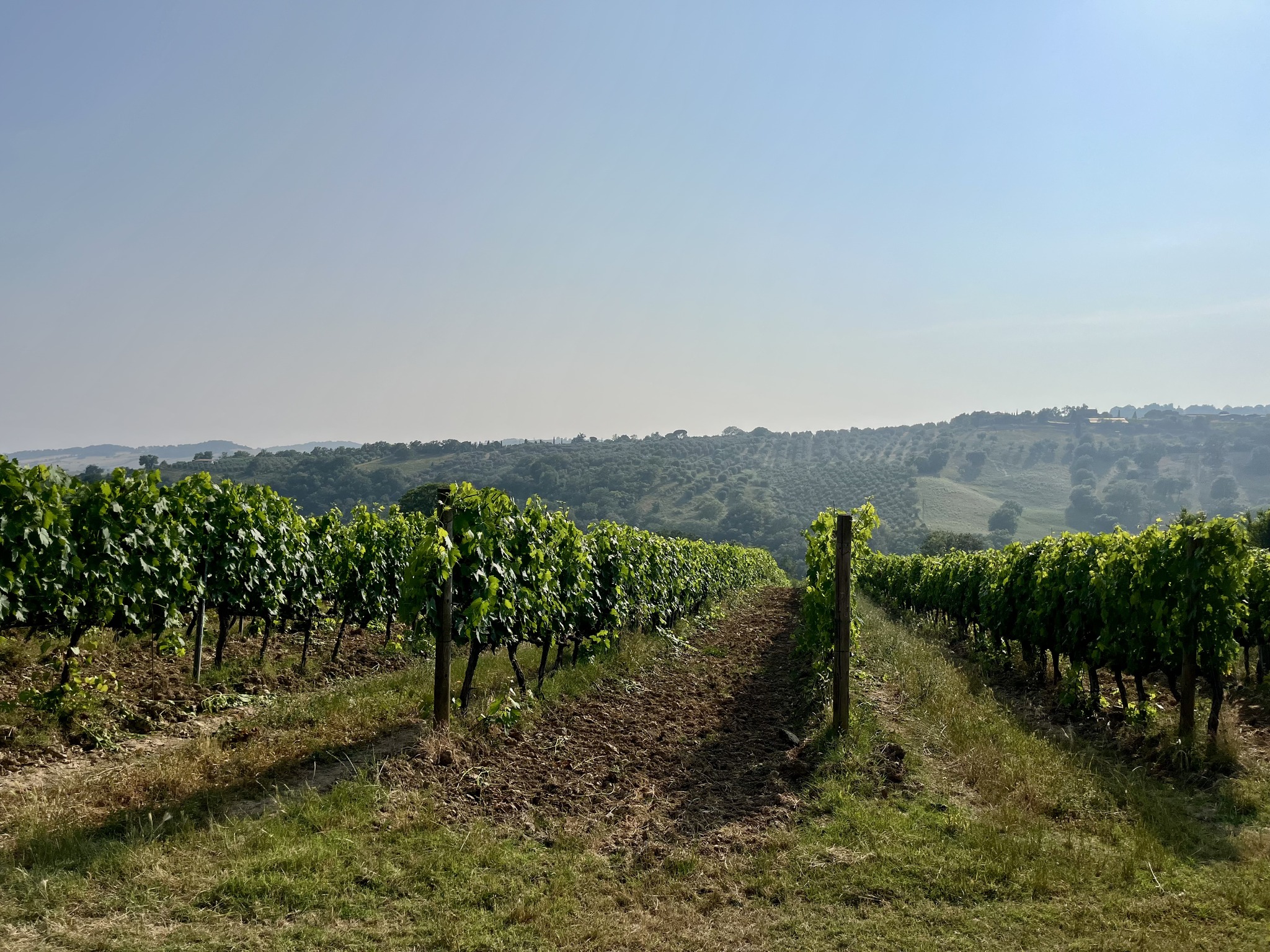 vertdevin magazine vintage harvest report 2025