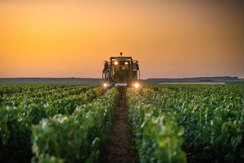 Bourgogne 2025: A vintage of balance and excellence in a challenging global climate