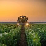 Bourgogne 2025: A vintage of balance and excellence in a challenging global climate