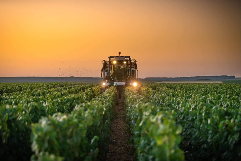 Bourgogne 2025: A vintage of balance and excellence in a challenging global climate