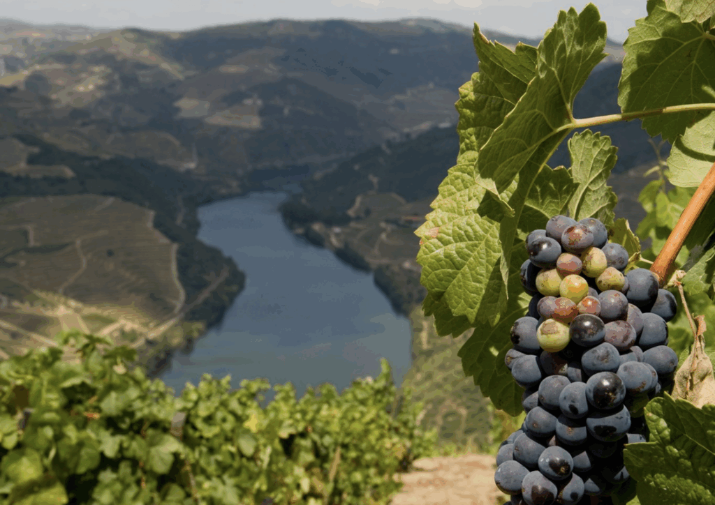 Les Vins Extrêmes 2025 revient au Forte di Bard