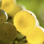 vertdevin magazine Chablis 2025 harvest vendanges millesime bourgogne