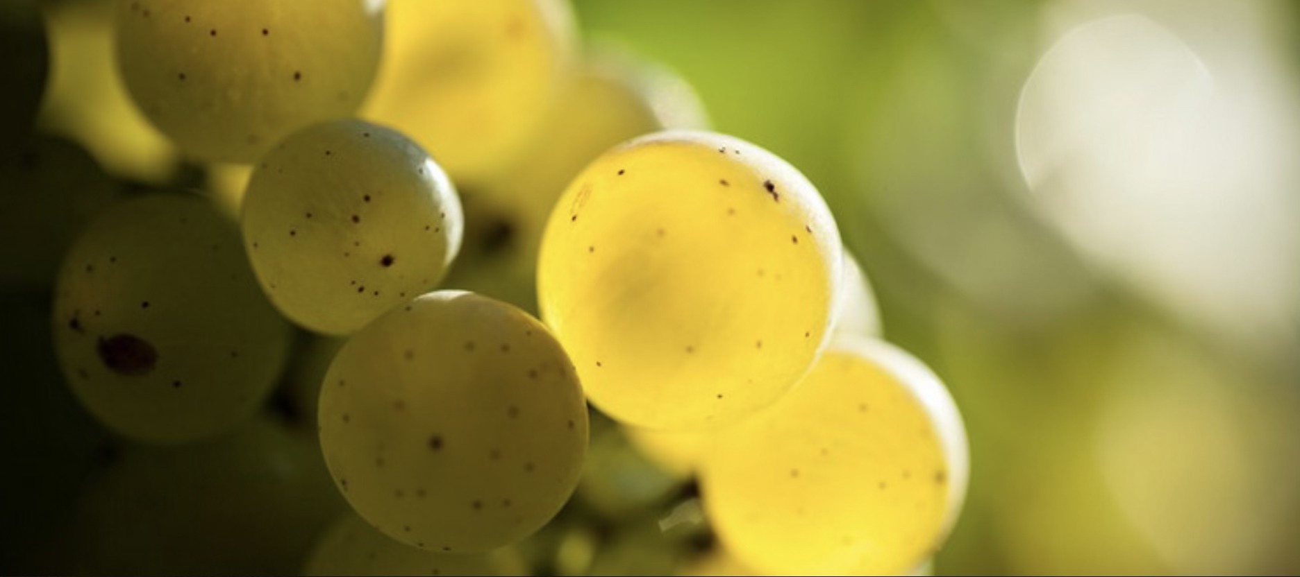 Chablis 2025, un millésime précoce sous le signe de l’équilibre et de la précision