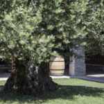 vertdevin magazine huile d'olive notation classification degustation