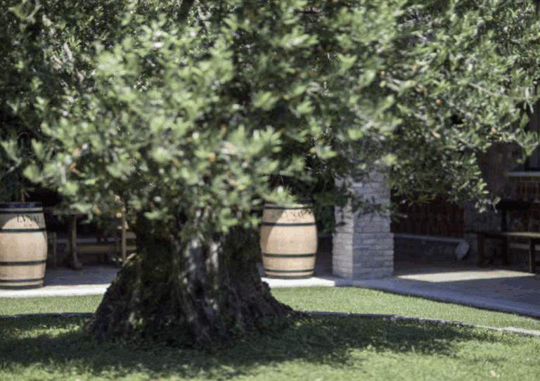 vertdevin magazine huile d'olive notation classification degustation