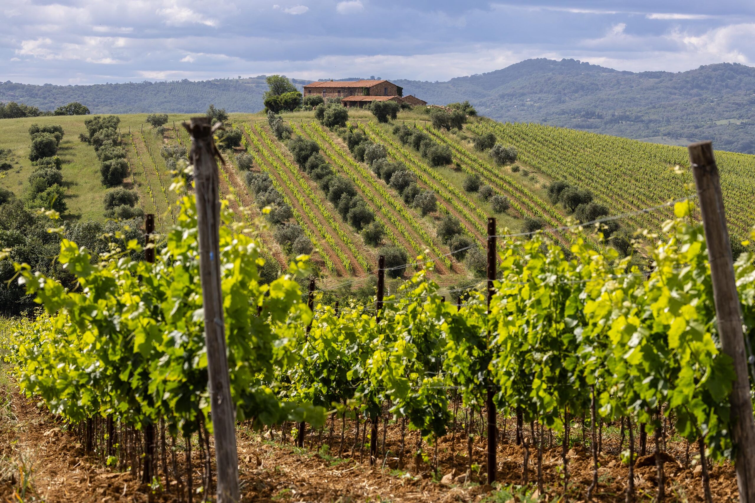 Le Morellino di Scansano se dote d’un Superiore officiel