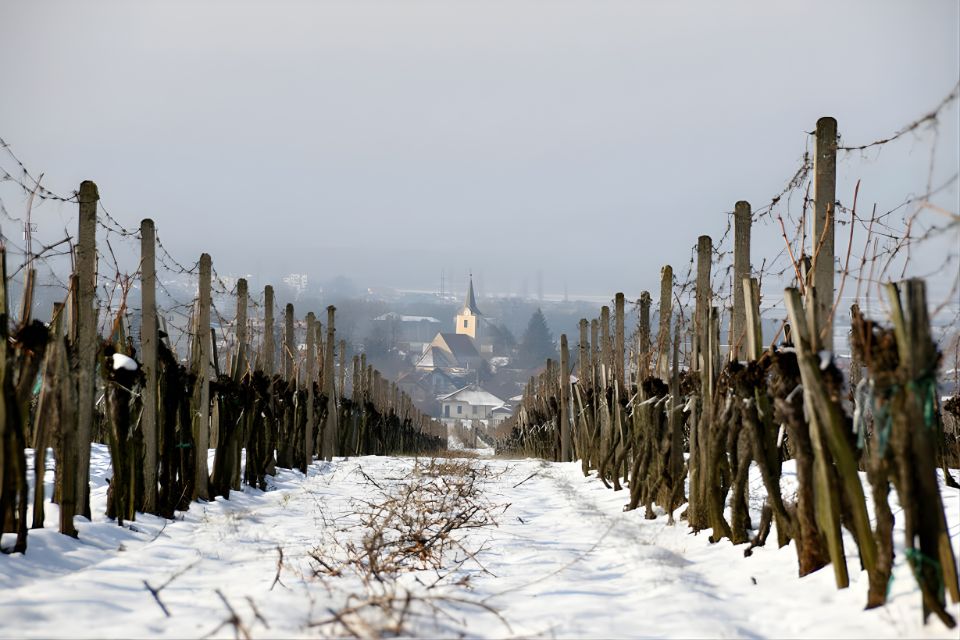 L’essor viticole de la Slovaquie