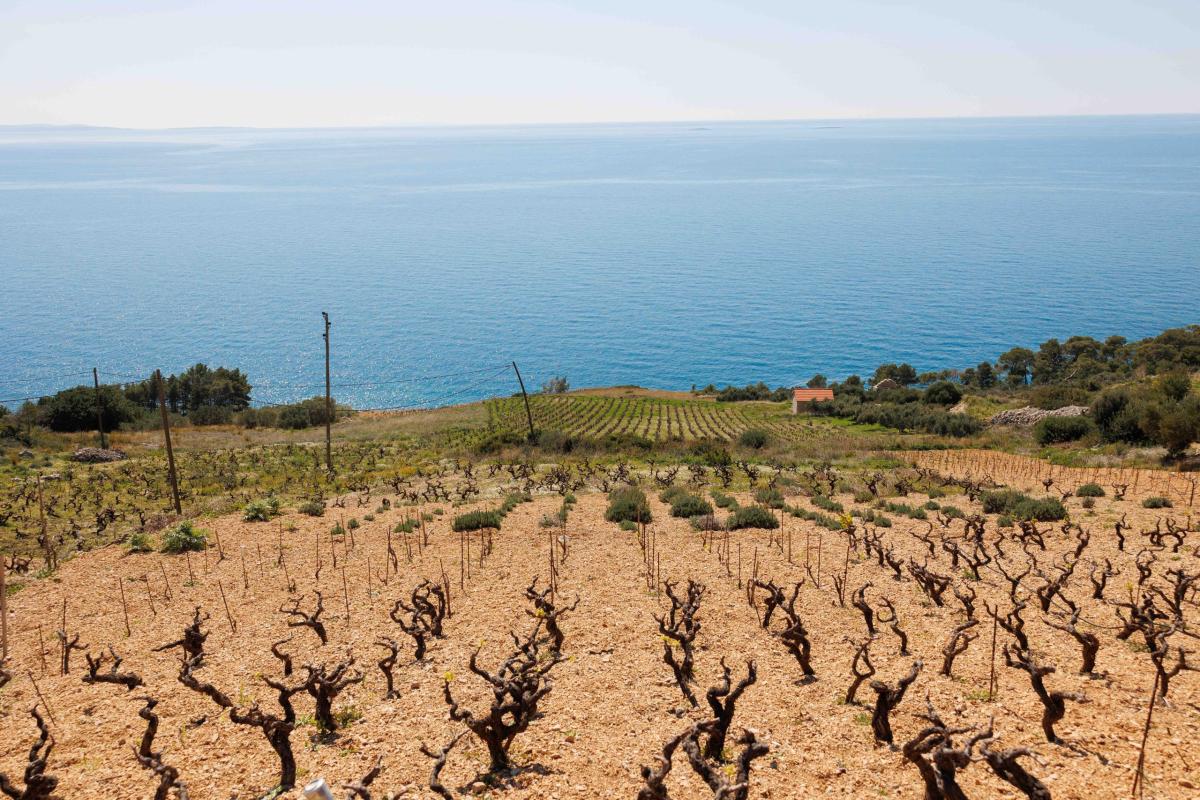 Prošek : le vin doux dalmate, fruit d&rsquo;un héritage méditerranéen séculaire