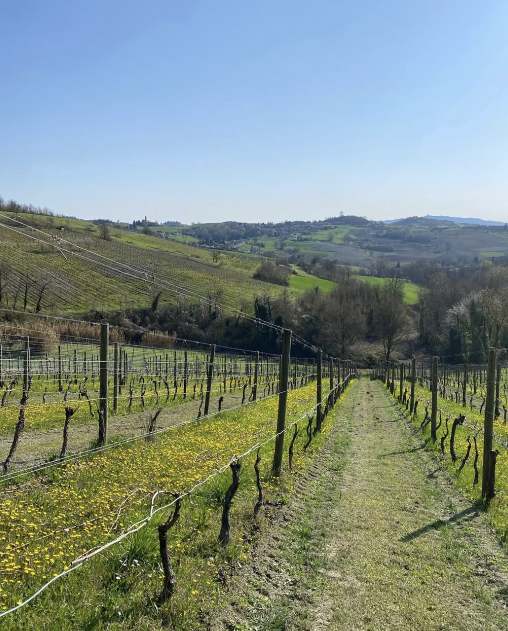 Sullavìa: in the land of Barbera, a Pinot Noir of energy and depth is born