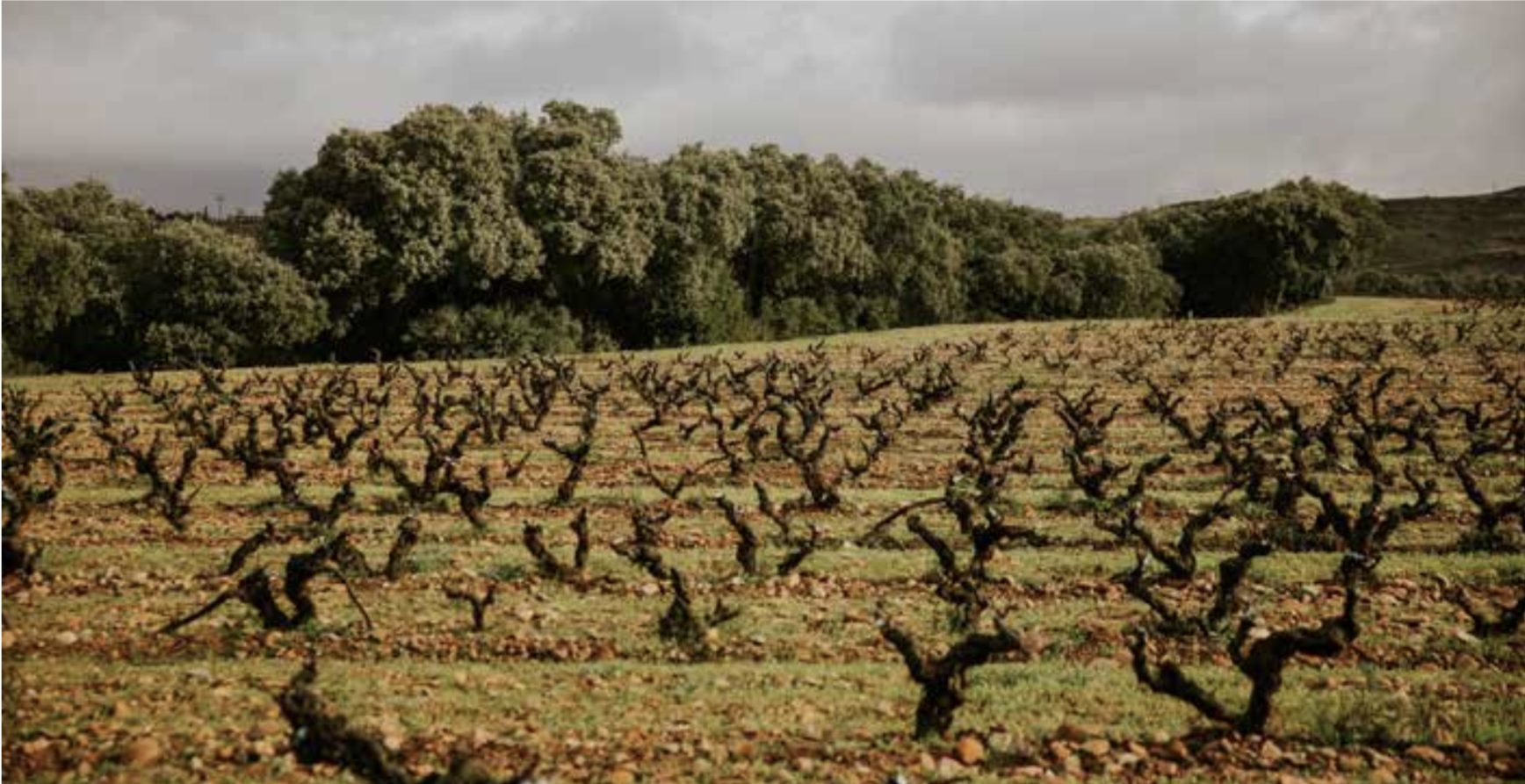 Célébration du centenaire de la Rioja