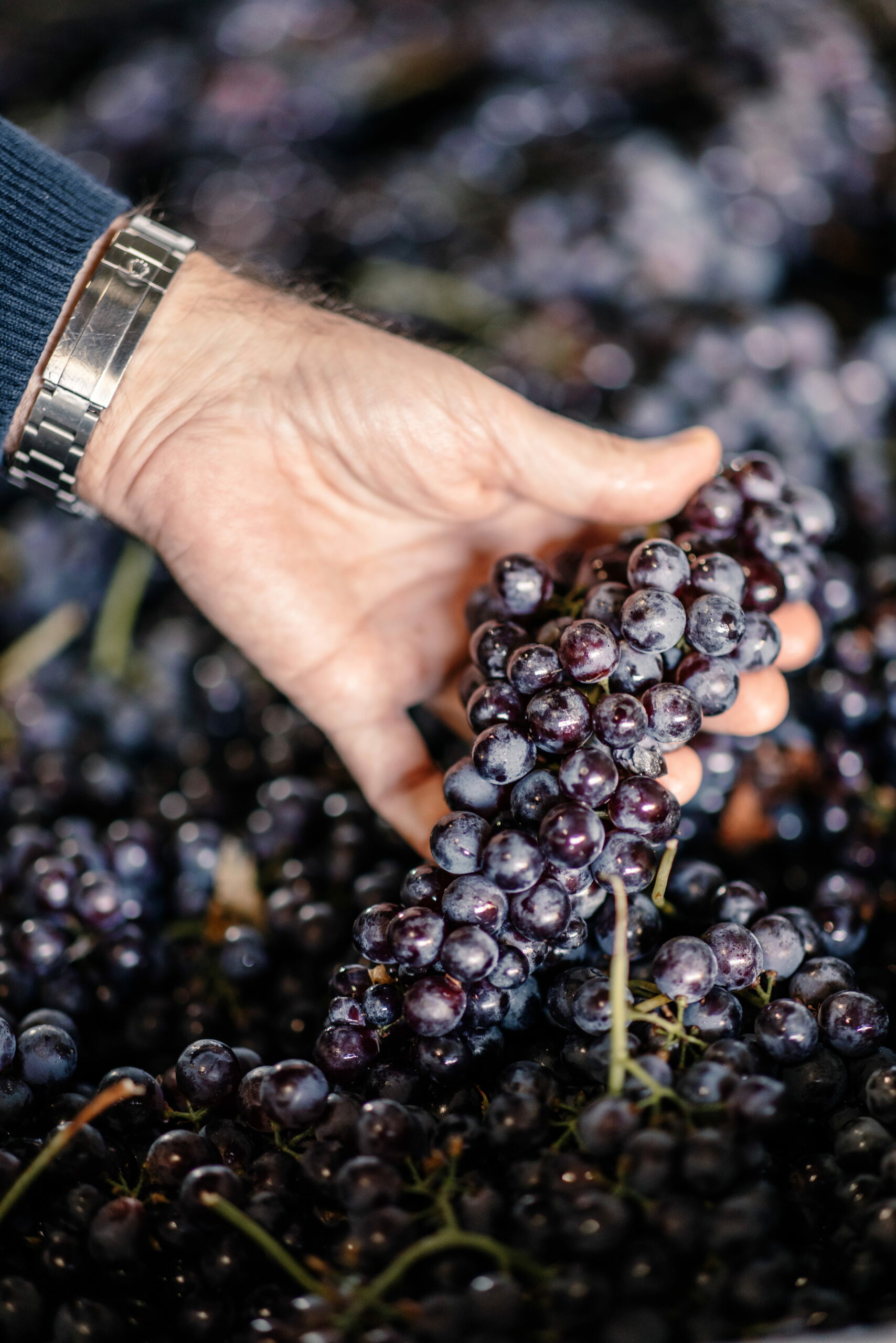 Le Consorzio del Nizza DOCG : une nouvelle étape pour l’une des plus grandes expressions du Barbera