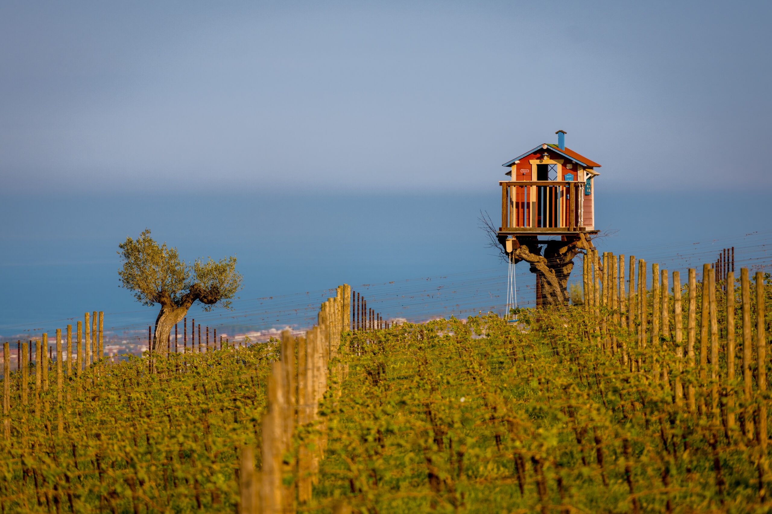 Les vins des Abruzzes renforcent leur stratégie de maîtrise de la production pour le millésime 2026