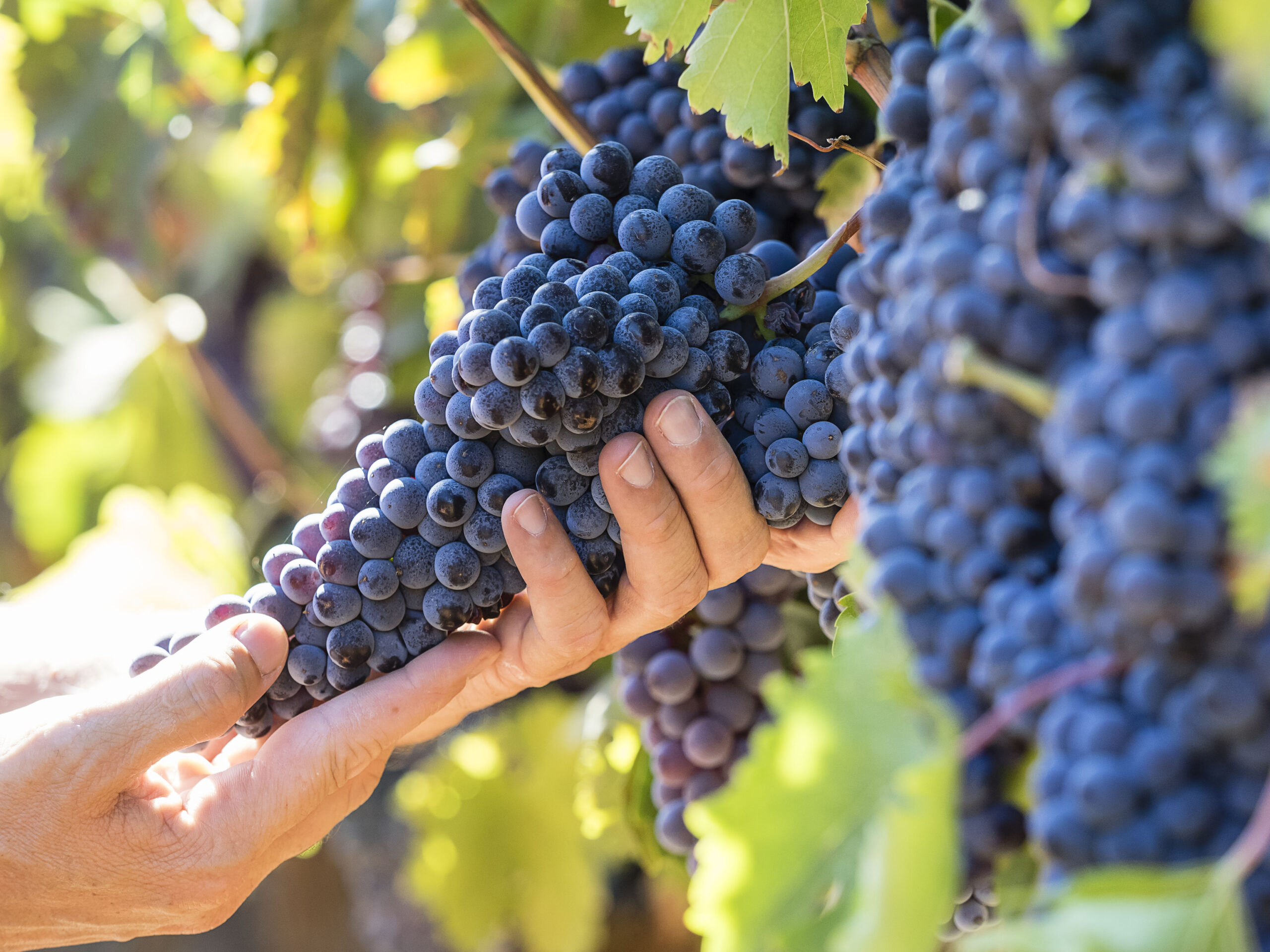 Les vendanges 2026 en Sicile s’annoncent sous les meilleurs auspices