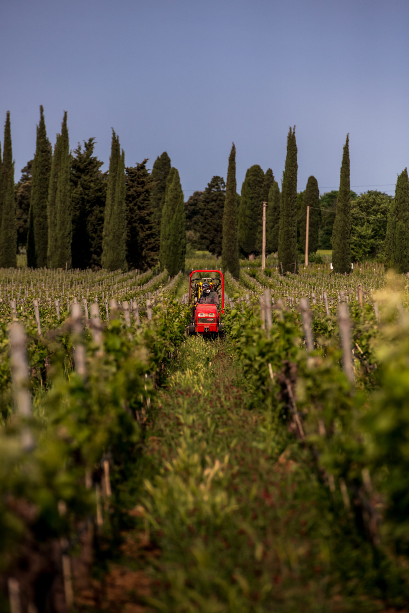 Campo alla Sughera : 25 ans à interpréter les millésimes de Bolgheri