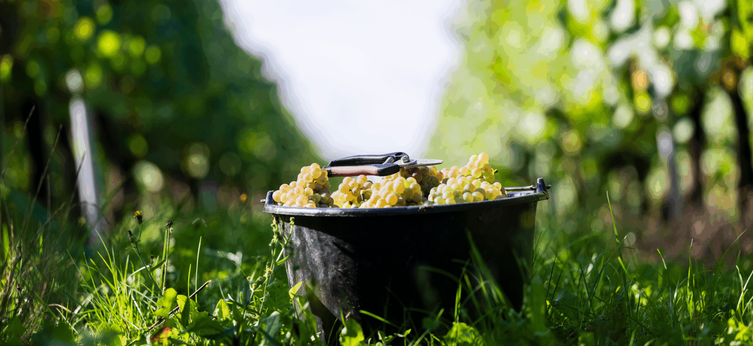 Bourgogne 2026 : des vendanges historiquement précoces, des jus déjà prometteurs